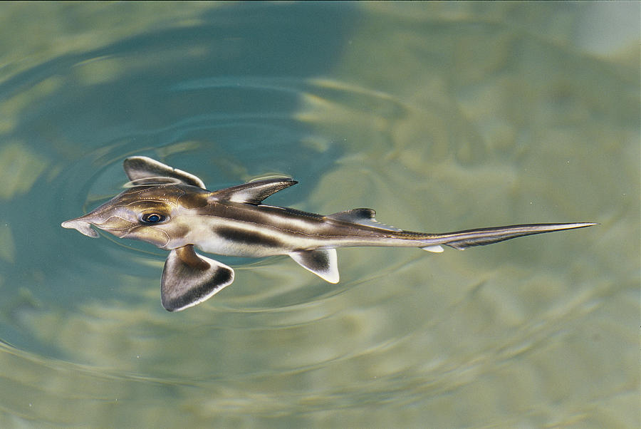 Rare Elephant Shark Hatchling Photograph by Jason Edwards