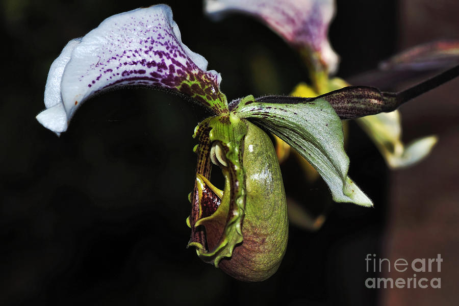 Orchid Photograph - Rare Orchid 2 - Paphiopedilum Gratrixianum by Kaye Menner