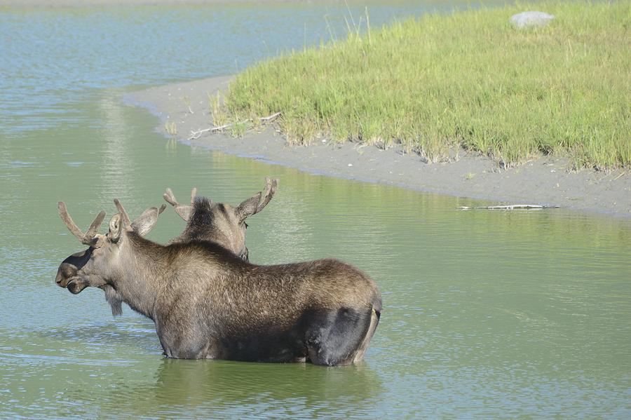 Rare Two Headed Moose Photograph by Harold Piskiel