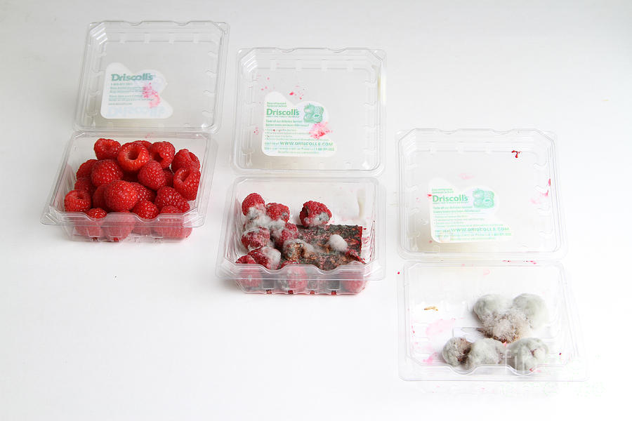 Raspberries Growing Mold Photograph by Photo Researchers