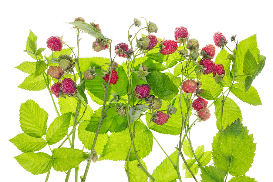 Raspberry Photograph - Raspberry bush concept by Aleksandr Volkov.