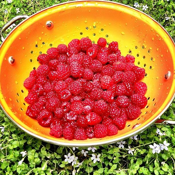 Raspberry Photograph - Raspberry Fields Forever #backyard by Brandon Erickson