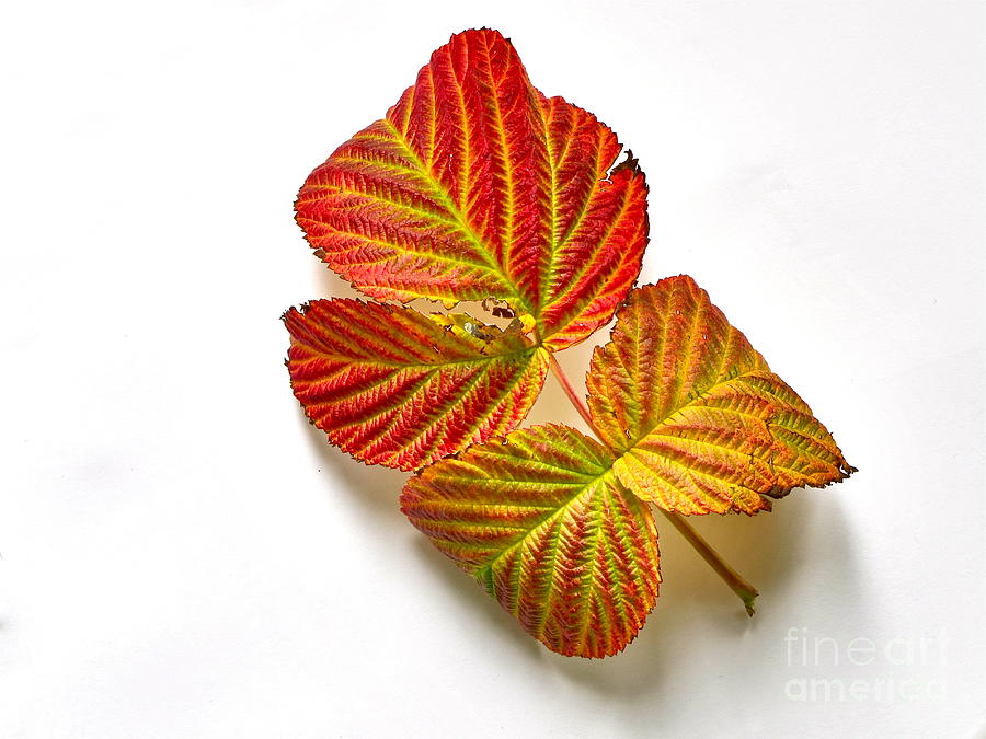 Raspberry Leaves in Autumn Photograph by Sean Griffin