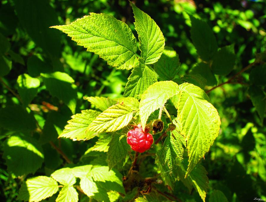 Raspberry's are Red Photograph by Luana Juknies - Pixels