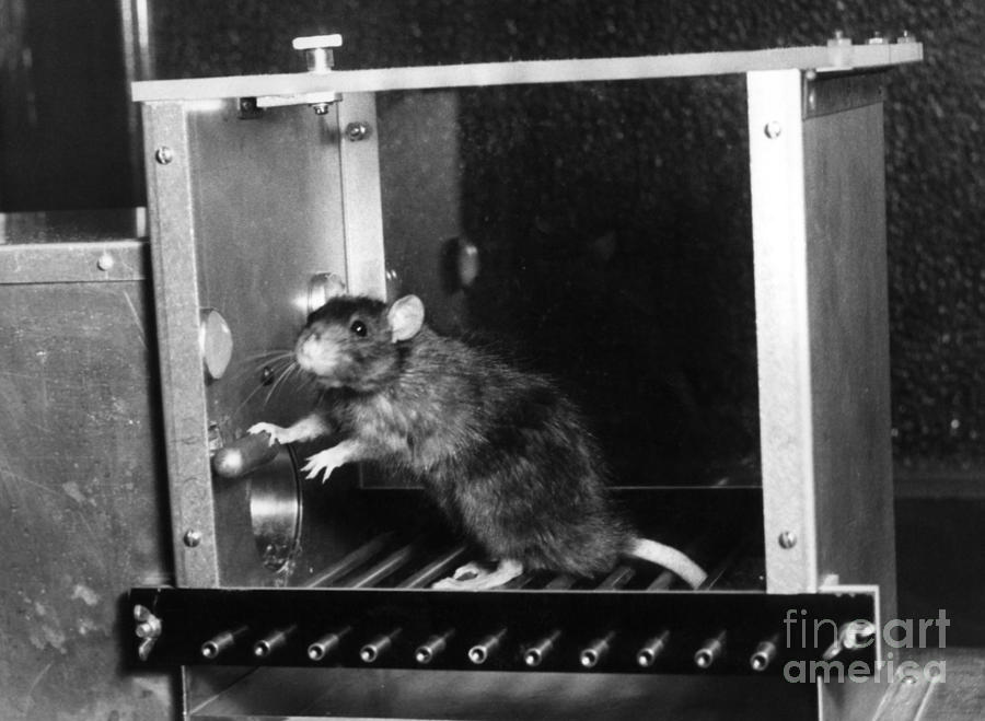 Rat In Skinner Box Photograph by Photo Researchers, Inc.