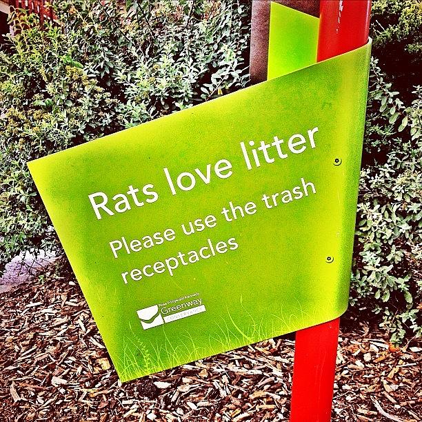 Rats Love Litter Photograph by Allyson Dufour