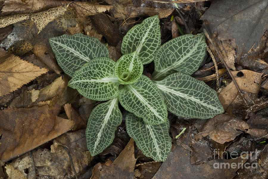 Rattlesnake Plantain A Study In Leaves Photograph by John Arnaldi