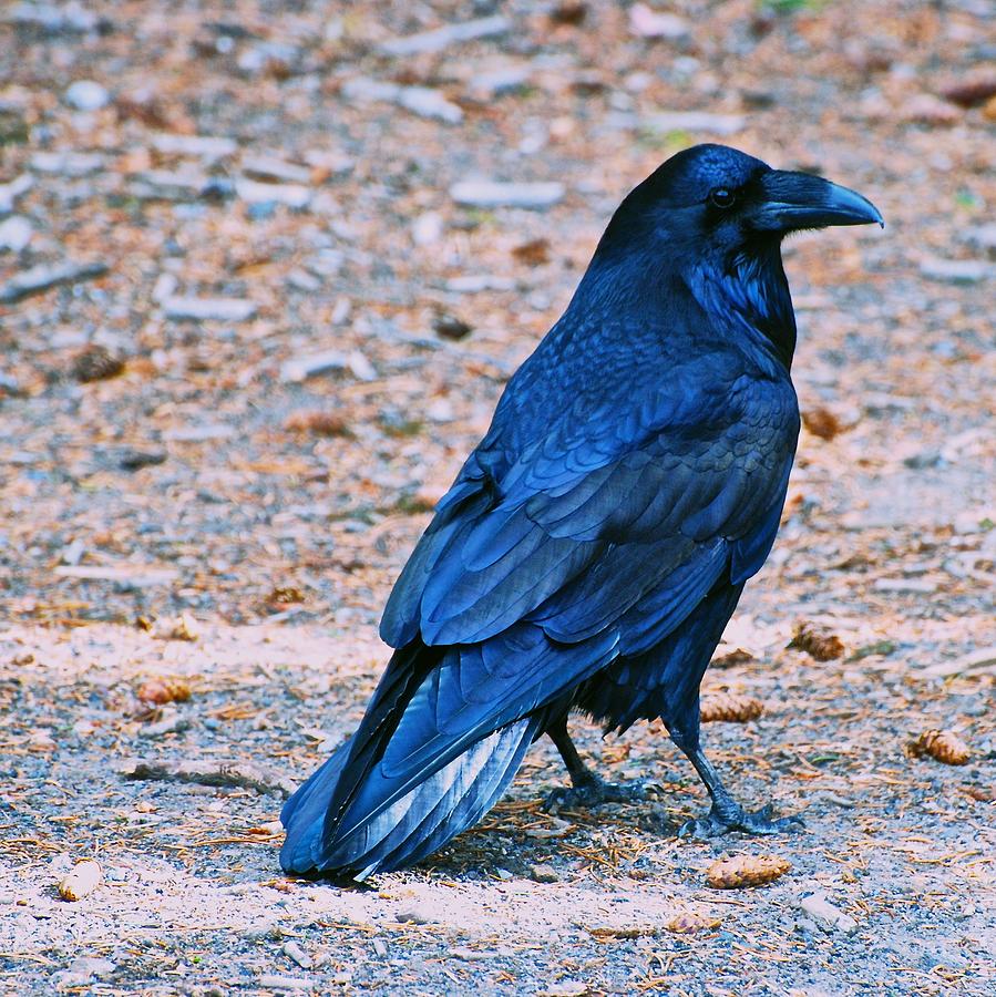 Raven Blue Photograph by Eric Tressler