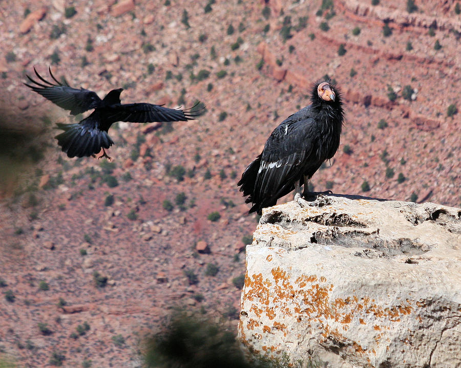 Raven harassing Condor Photograph by Doris Potter