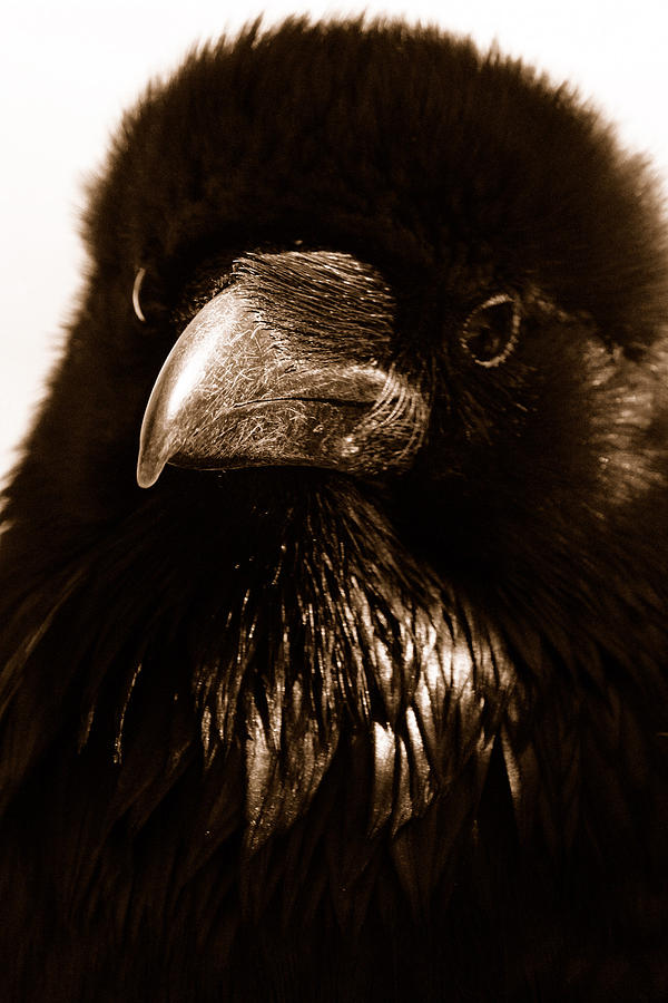 Raven in Black Photograph by Michael Cinnamond