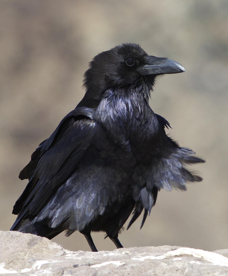 Raven in the Wind Photograph by Gregory Scott