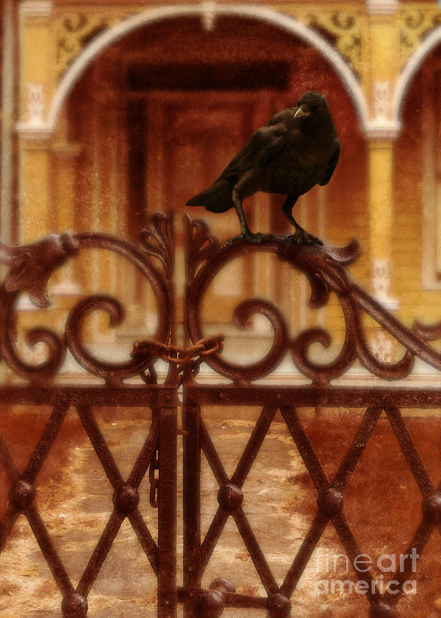 Raven on Iron Gate Photograph by Jill Battaglia