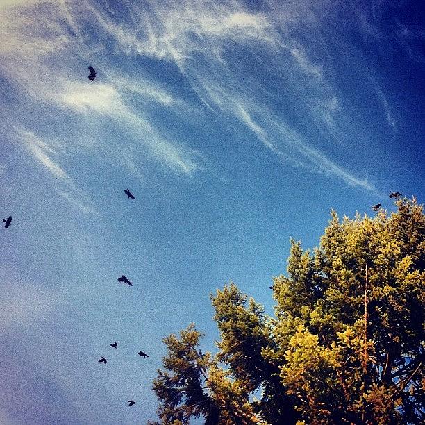 Winter Photograph - #ravens #birds #tree #pinetree #clouds by Karen Clarke