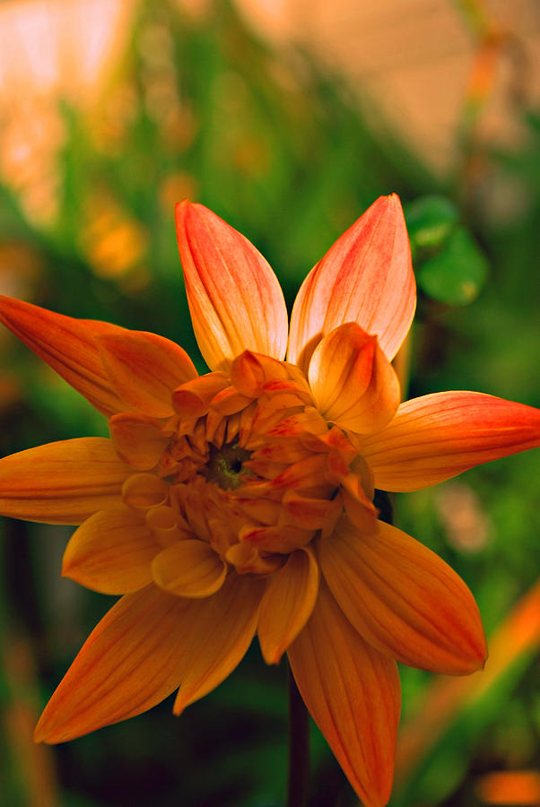 Flower Photograph - Ravishing by Michelle Cruz