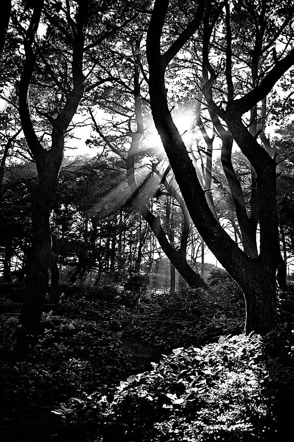 Black And White Photograph - Ray of Light by Becky Thompson