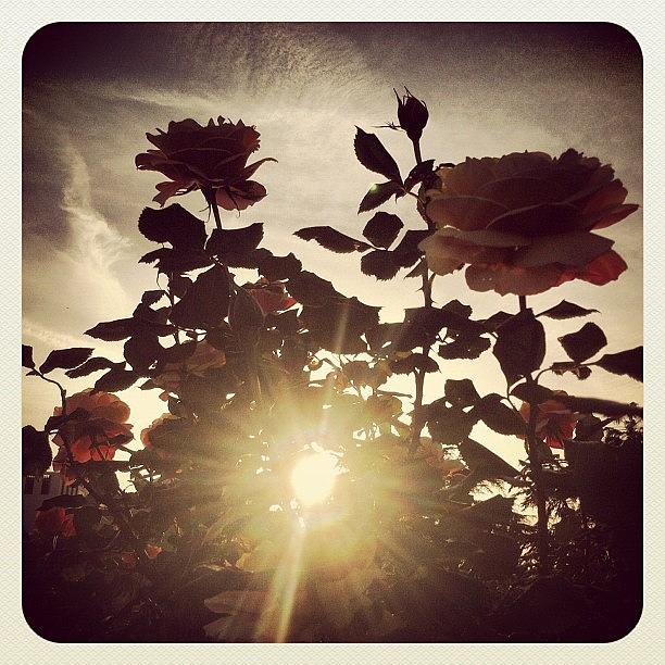 Spring Photograph - Rays & Roses🌹☀🌹 by Lucy Page