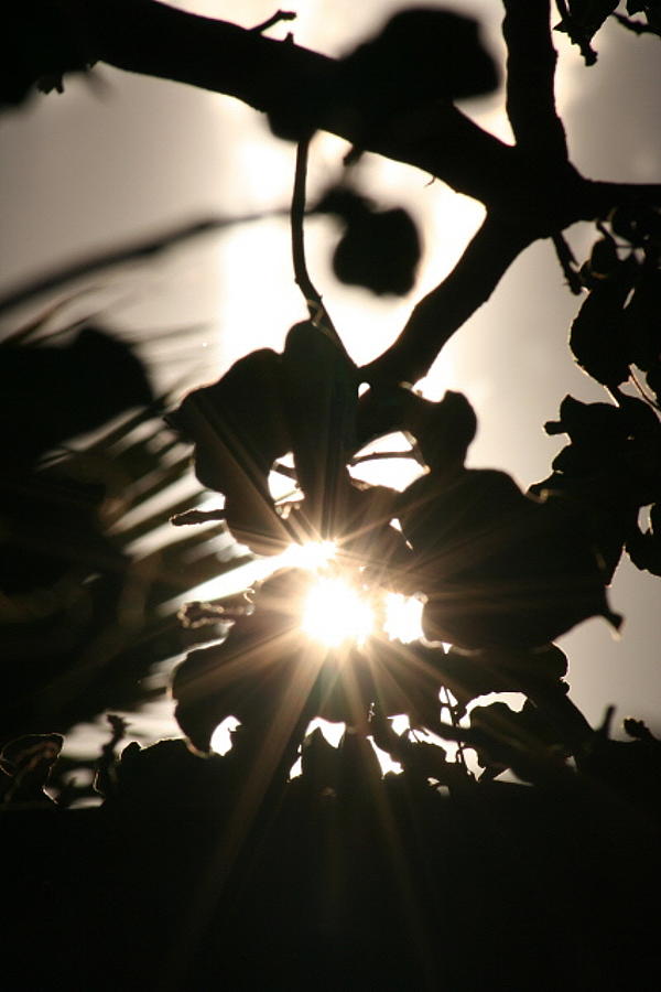 Silhouette Photograph - Rays Among The Leaves by Louise Mingua
