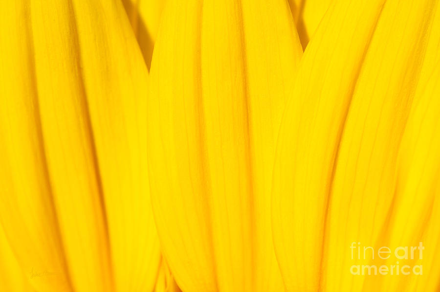 Yellow Photograph - Rays of Sunflower by Luke Moore