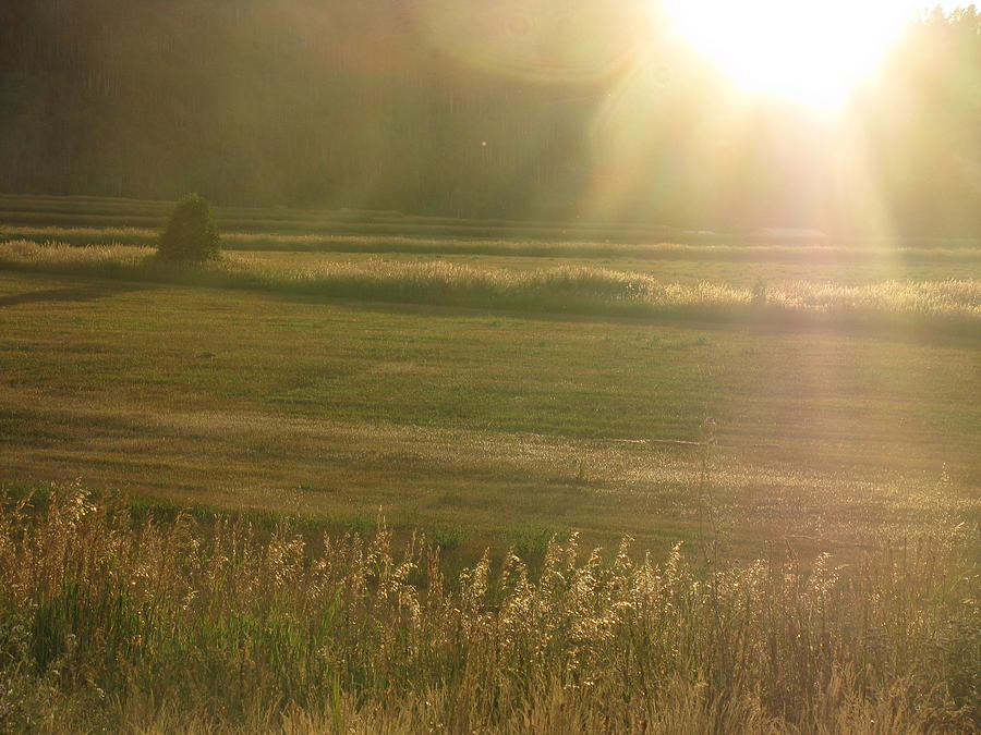 Jackson Hole Wyoming Photograph - Rays of the Golden Field by Shawn Hughes