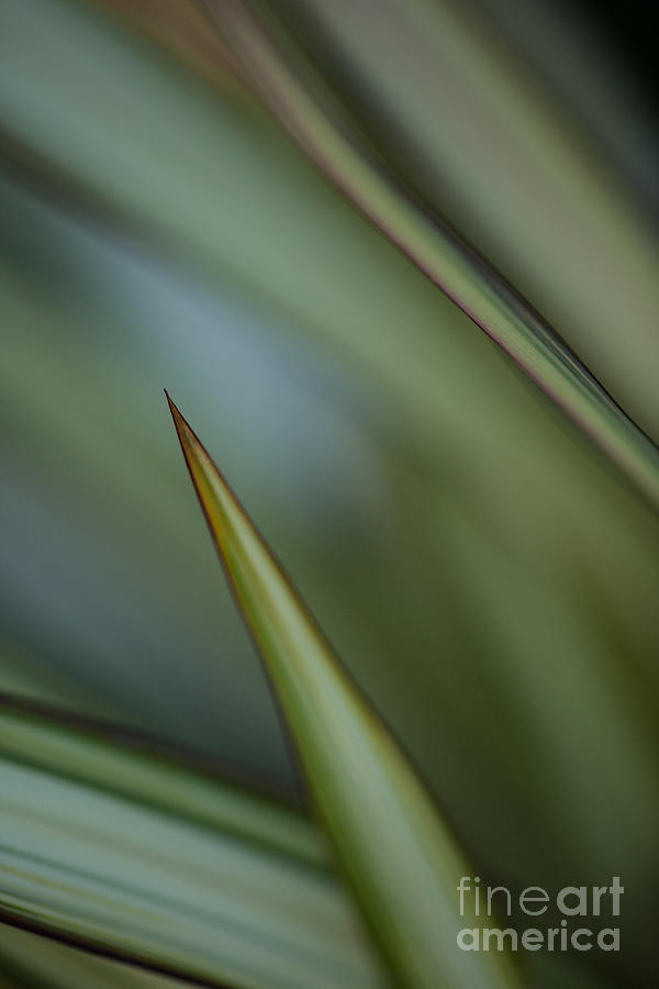 Abstract Photograph - Razor Grasses Blades Nuances by Mike Reid