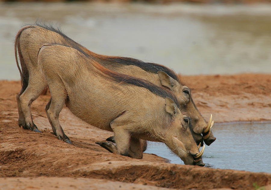 Razorbacks - Warthogs Photograph by Bruce J Robinson