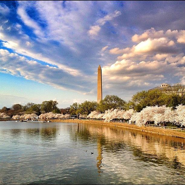 Instagram Photograph - Re-posting From Cherry Blossom Time by Loren Southard