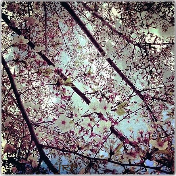 Yolo Photograph - Re-post/re-edit... Cherry Blossoms by Julianna Rivera-Perruccio