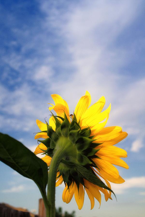 Sunflower Photograph - Reach For The Sky by Lynnette Johns