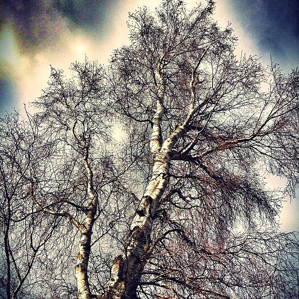 Tree Photograph - Reach For The Sky! #specialbranch #tree by Robert Campbell