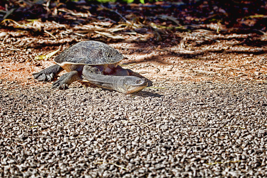 Turtle Photograph - Reaching Out by Douglas Barnard