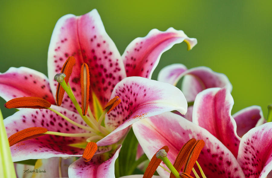 Lily Photograph - Reaching Out by Michelle Constantine