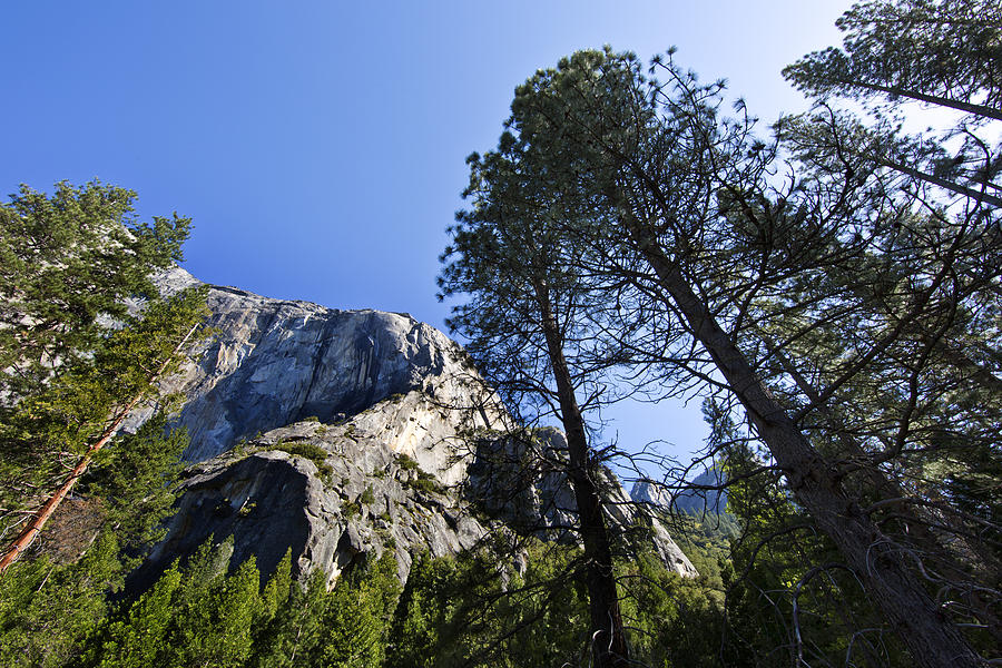 Yosemite National Park Photograph - Reaching Skyward by Rick Berk