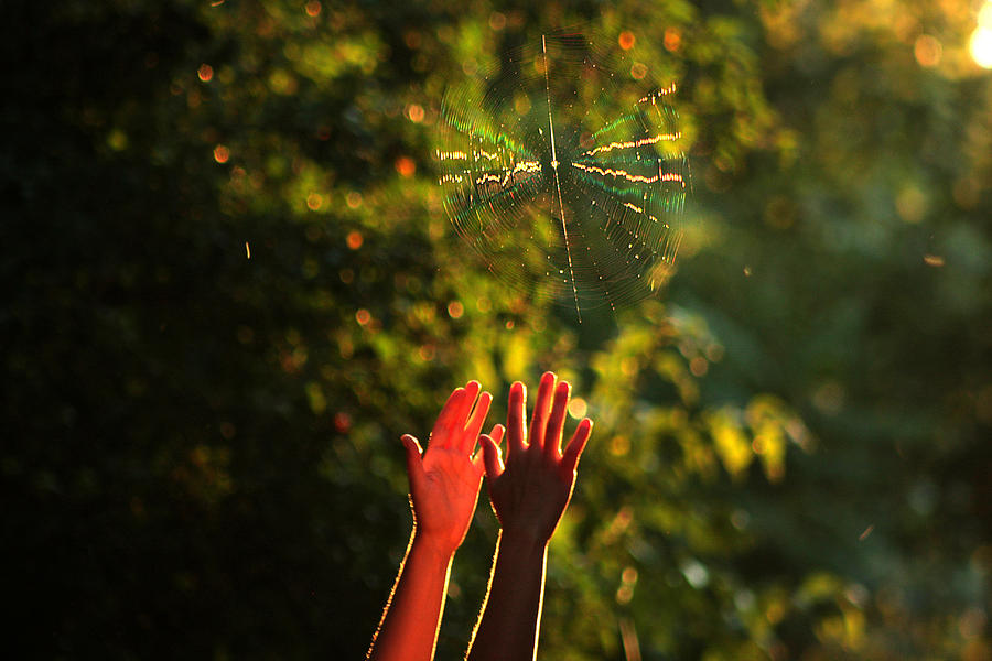 Reaching the spiderweb Photograph by Emanuel Tanjala