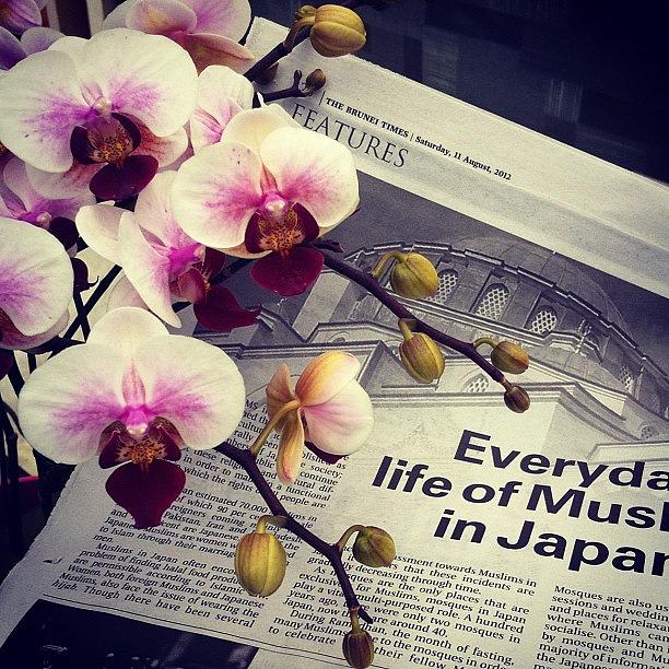 Newspaper Photograph - Reading @thebruneitimes To The Orchids by Aliya Zin