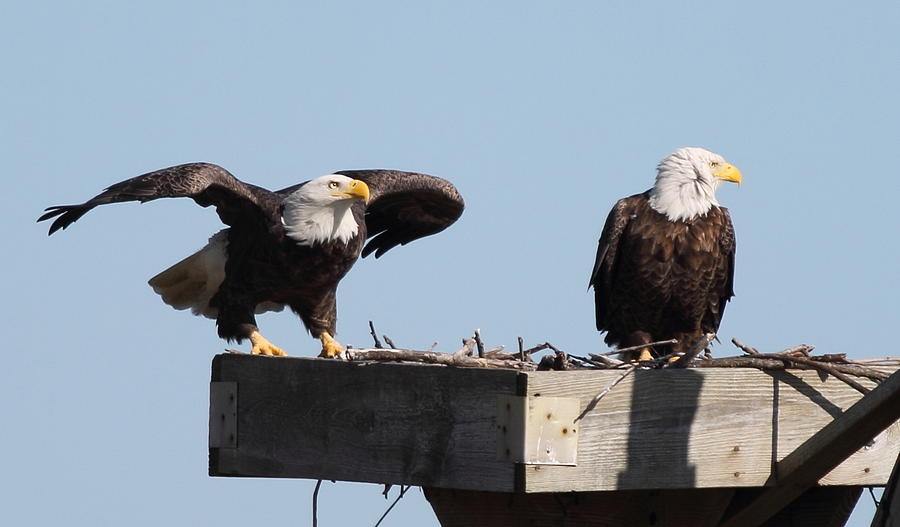 Bald Eagle Photograph - Ready for Flight  by Glenn Lawrence