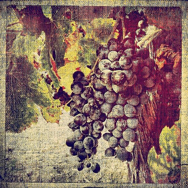 Grape Photograph - Ready For Harvest #grapes #wine #winery by Denise Taylor