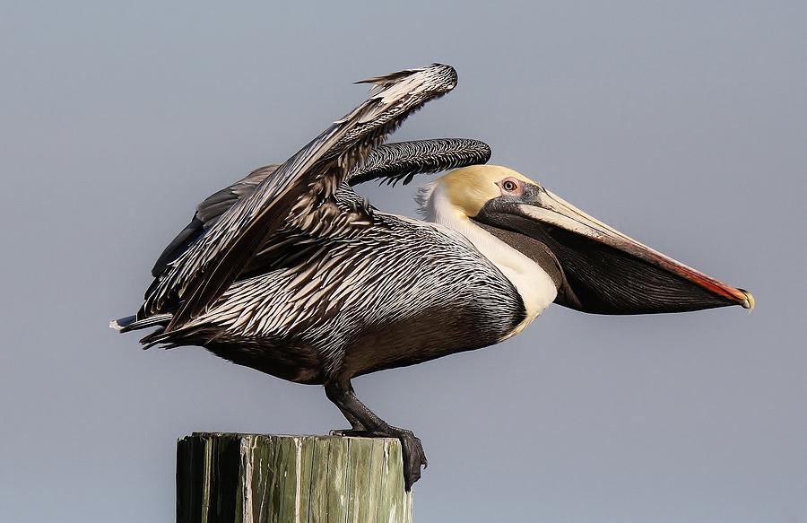 Pelican Photograph - Ready For Take Off by Paulette Thomas