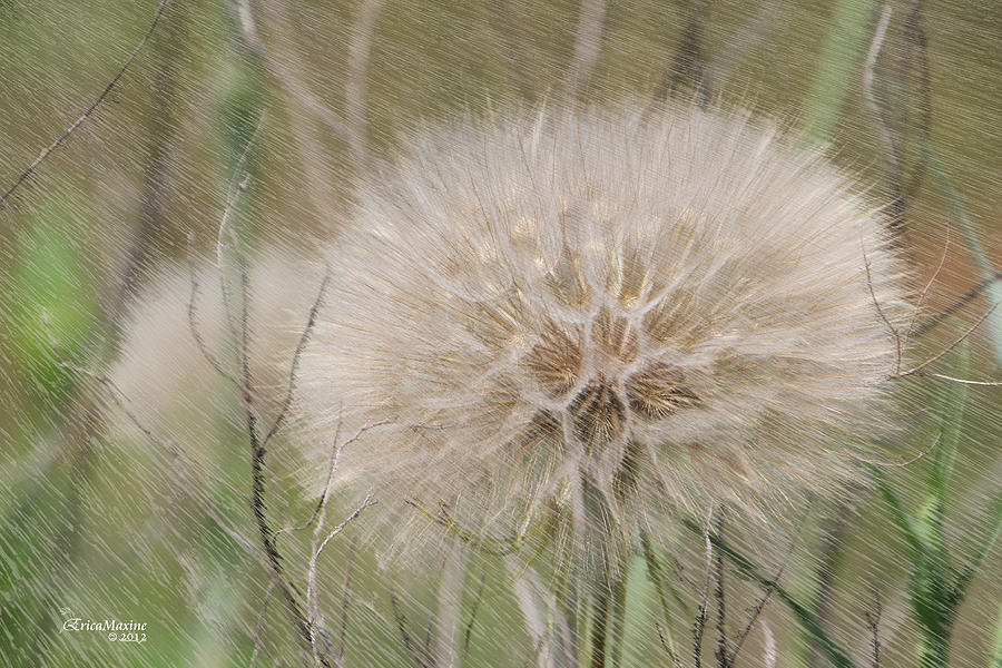 Dandelion Photograph - Ready For That Wish by Ericamaxine Price