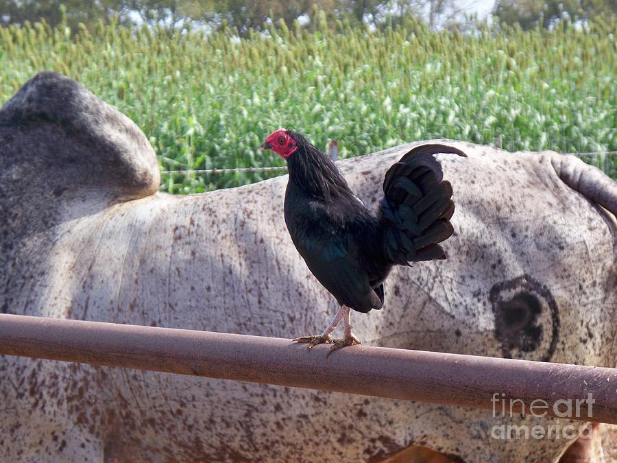 Rooster Photograph - Ready to Crow by Sheri Simmons