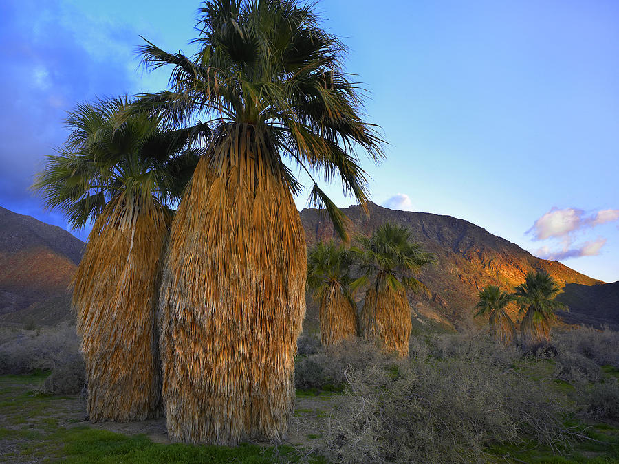 Real Fan Palm Anza Borrego Desert Photograph by Tim Fitzharris