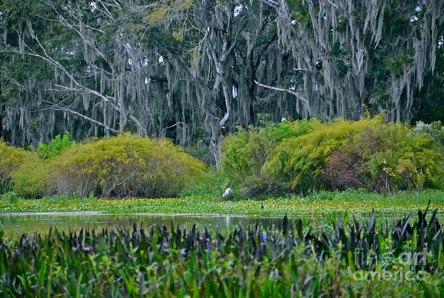 Real Florida Swamp Land Photograph by Carol Bradley