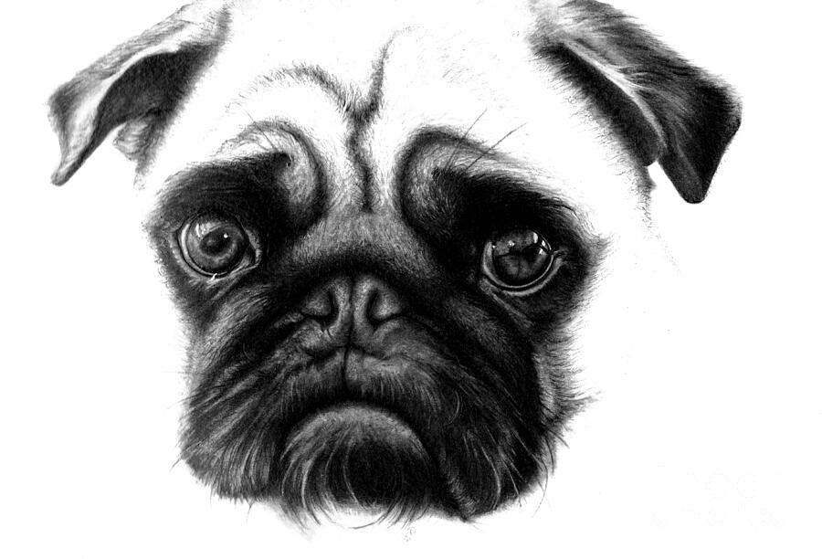 dog pencil sketch drawing