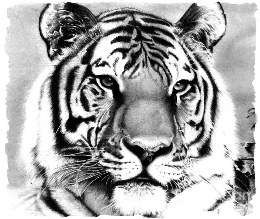 Realistic Pencil Drawing of a Tiger Drawing by Debbie Engel