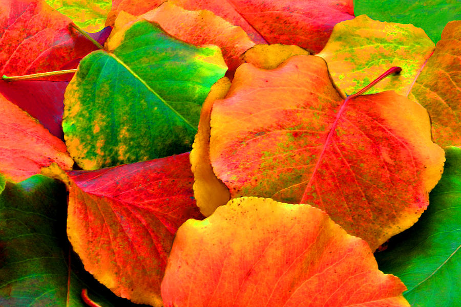 Fall Photograph - Really Colorful Fall Leaves by Sheila Kay McIntyre