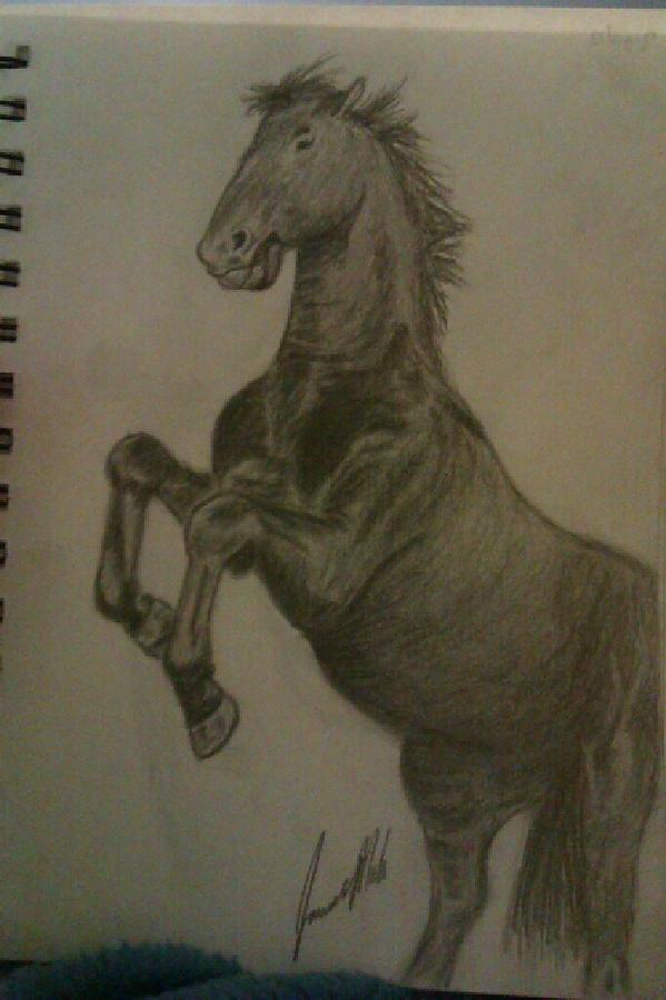 Rearing Horse Drawing by Jamie Mah