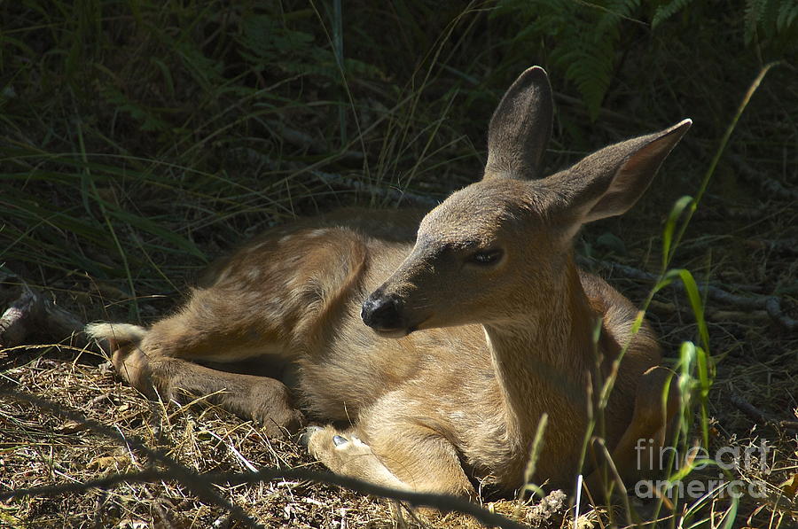 Reclining Fawn Photograph by Sean Griffin