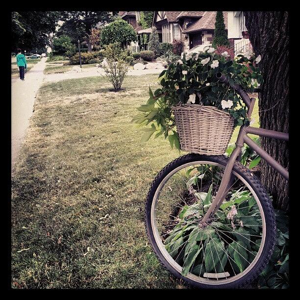 Summer Photograph - #recycled #bicycle Used As A #planter by Tara Hebbes