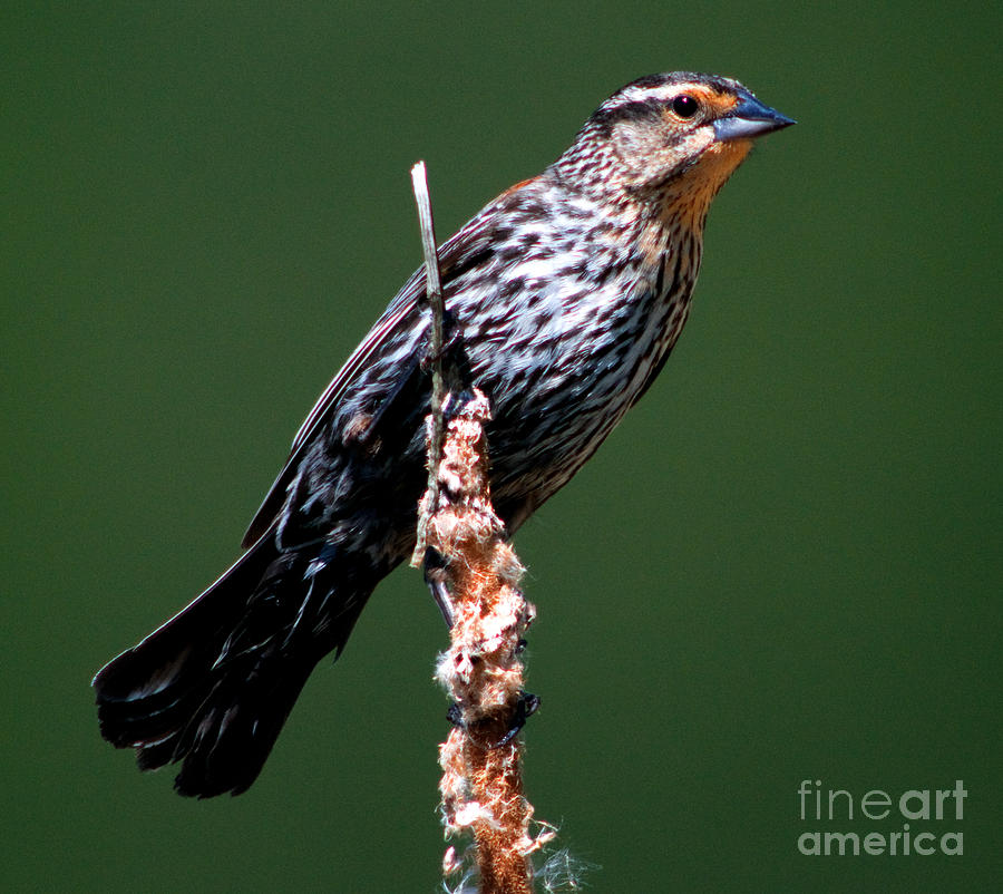 Red - Winged Blackbird - Female Photograph by Terry Elniski