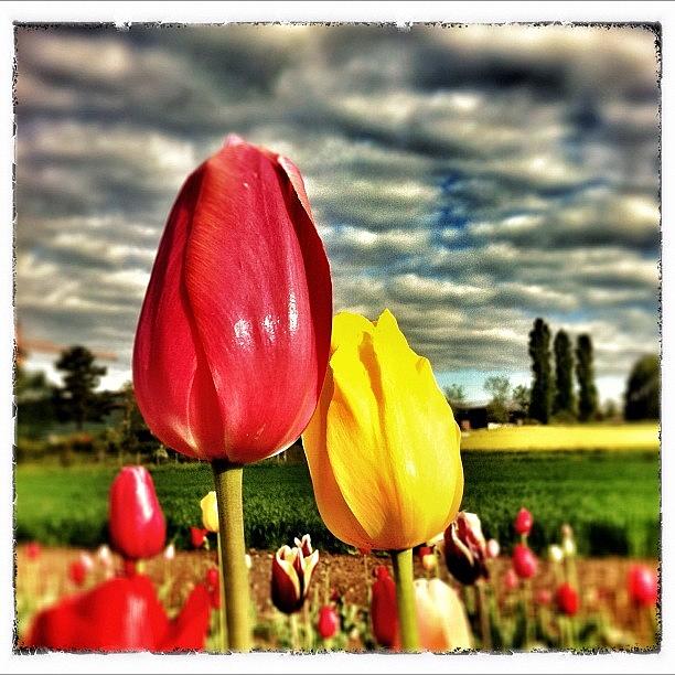 Instagram Photograph - Red & Yellow by Urs Steiner Instagram Photograph - Red & Yellow by Urs Steiner