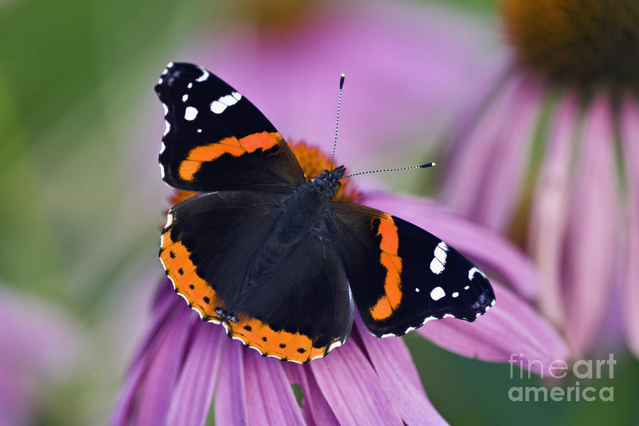 Red Admiral - D007656 Photograph by Daniel Dempster
